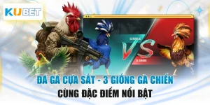 Đá Gà Cựa Sắt - 3 Giống Gà Chiến Cùng Đặc Điểm Nổi Bật