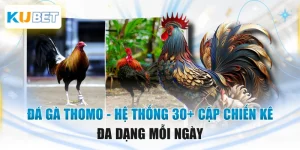 Đá Gà Thomo - Hệ Thống 30+ Cặp Chiến Kê Đa Dạng Mỗi Ngày