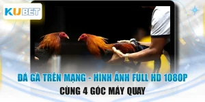 Đá Gà Trên Mạng - Hình Ảnh Full HD 1080p Cùng 4 Góc Máy Quay