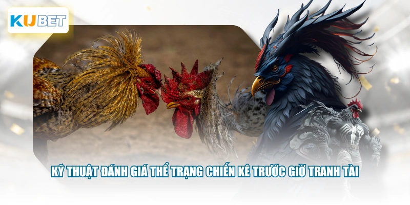 Kỹ thuật đánh giá thể trạng chiến kê trước giờ tranh tài