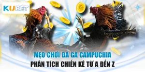 Mẹo Chơi Đá Gà Campuchia - Phân Tích Chiến Kê Từ A Đến Z