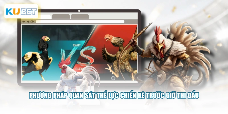 Phương pháp quan sát thể lực chiến kê trước giờ thi đấu