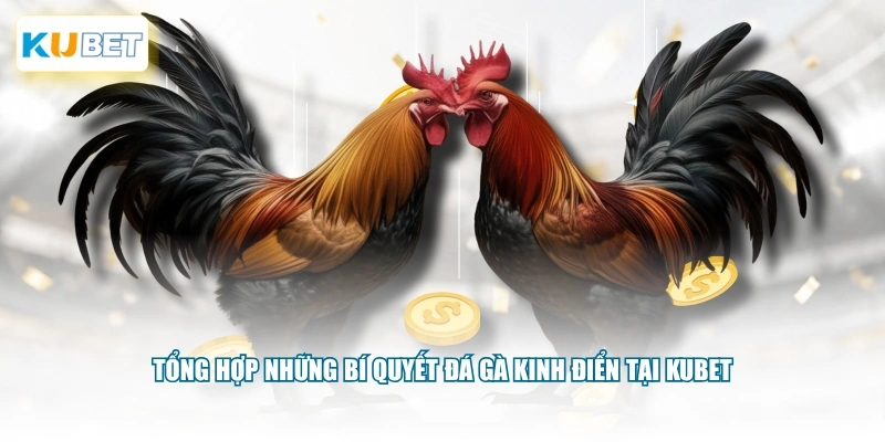 Tổng hợp những bí quyết đá gà kinh điển tại KUBET