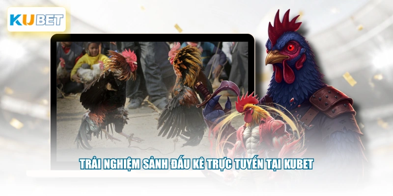 Trải nghiệm sảnh đấu kê trực tuyến tại KUBET
