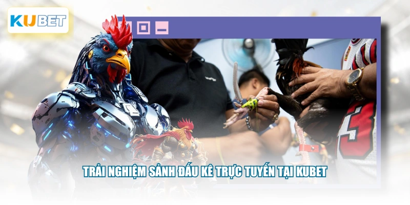 Trải nghiệm sảnh đấu kê trực tuyến tại KUBET