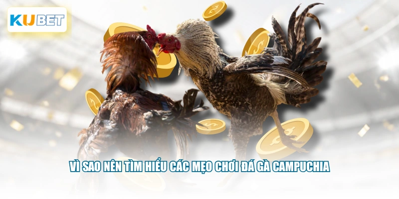 Vì sao nên tìm hiểu các mẹo chơi đá gà Campuchia